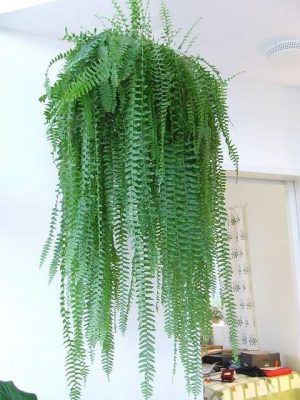 Best Air Cleaning Plants for Home Garden - Inside Plants that Clean the Air 