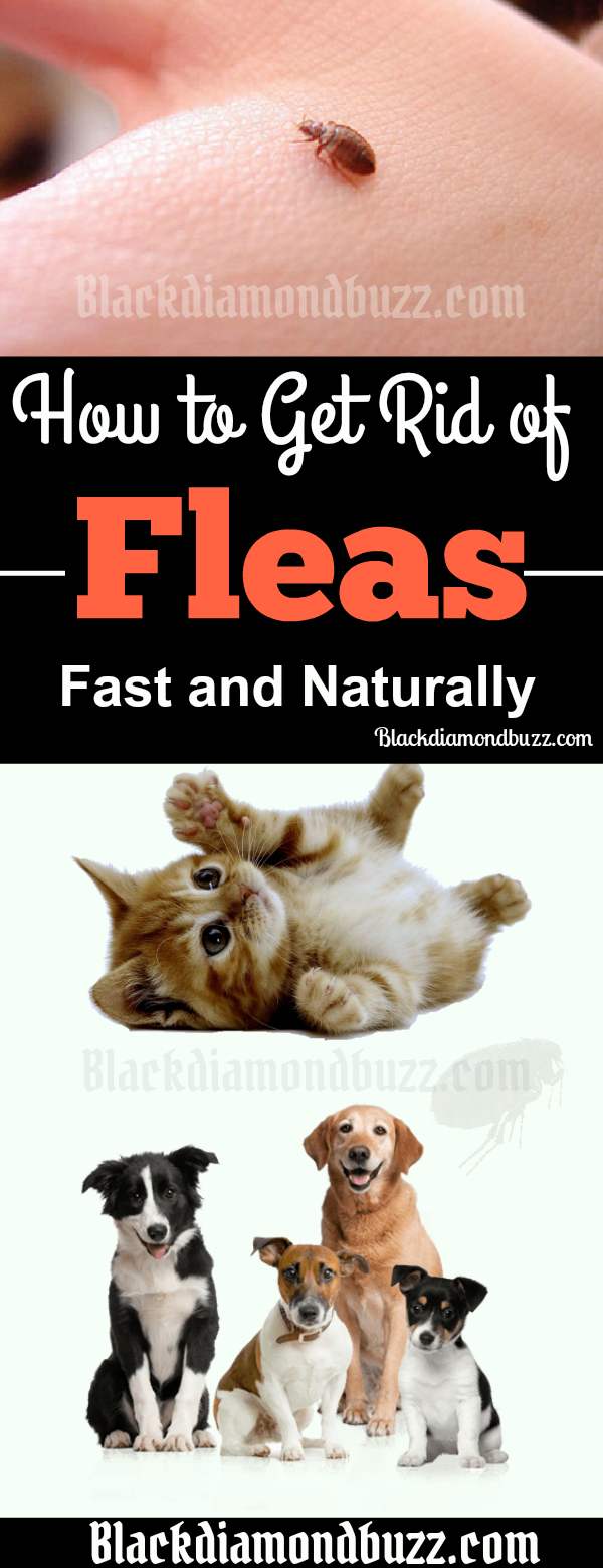 How To Get Rid of Fleas Fast : in Your Home and on Pets Naturally