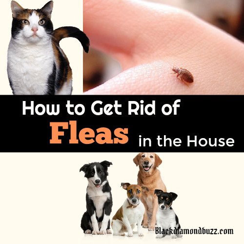 how to get dogs and cats to get along how to get rid of fleas fast in the home on dogs and how to get dogs and cats to get along how to get rid of fleas fast in the home on dogs and