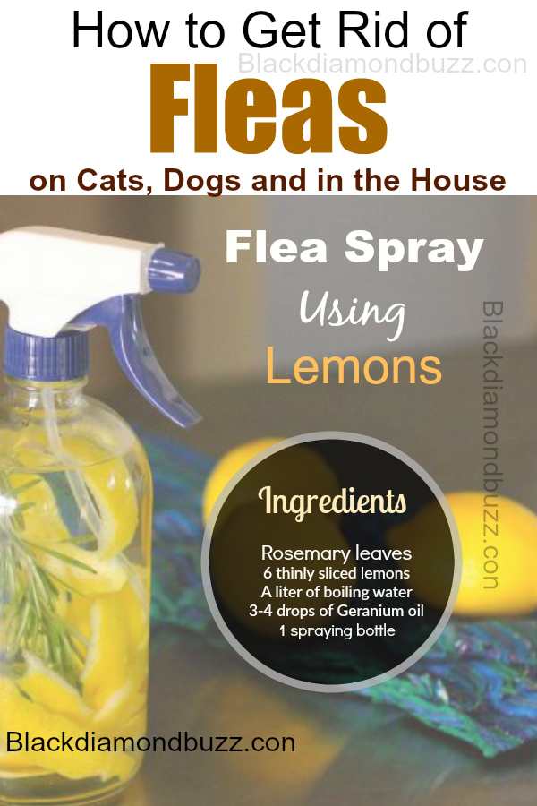 Lemon fleas spray-How to Get Rid of Fleas Fast: in the Home, on Dogs, and Cats Naturally