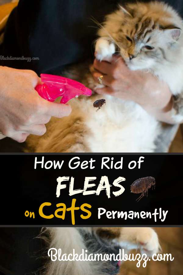 How To Get Rid of Fleas Fast : in Your Home and on Pets Naturally