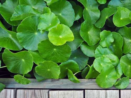 Detox for Alcoholism: 7 Tips On How To Detox From Alcohol At Home Safely